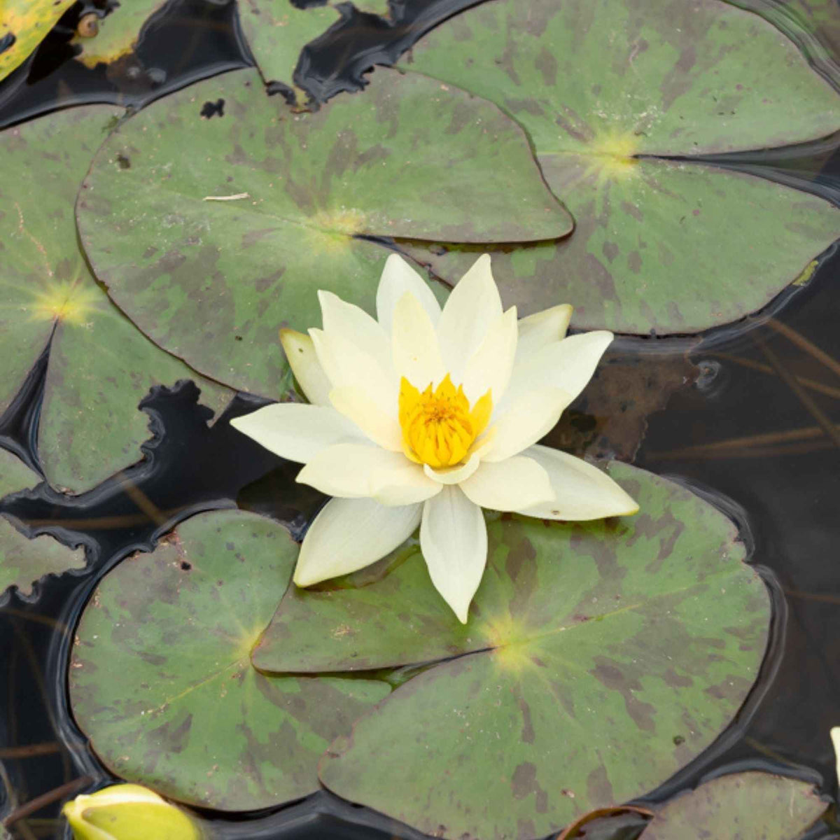 Nénuphar nain 'Pygmaea Helvola' - Bakker