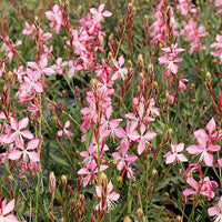 Vente Gaura 'Siskiyou Pink' - Gaura lindheimeri siskiyou pink