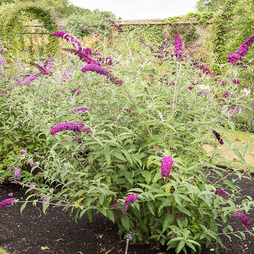 Arbre à papillons 'Royal Red' - Buddleja davidii Royal Red - Bakker