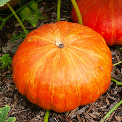 Cucurbita maxima rouge vif d'etampes - Potiron Rouge Vif d'Etampes - Graines de courges