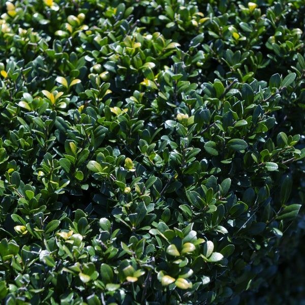 Bakker - Houx du Japon - Ilex crenata dark green - Haies