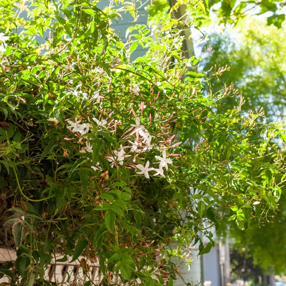 Plantes d'intérieur fleuries