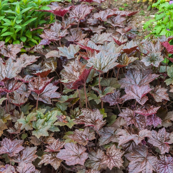 Heuchera micrantha Palace Purple - Heuchère 'Palace Purple' - Heuchère