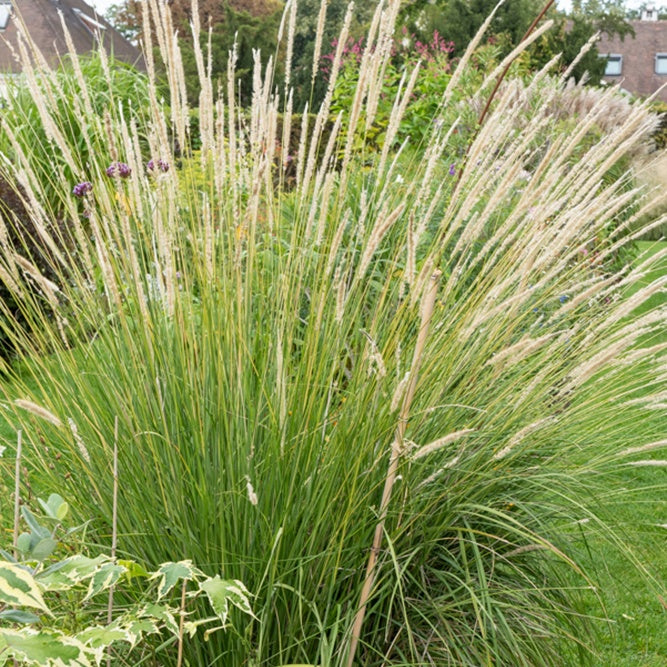 Pennisetum macrourum - Pennisetum macrourum - Pennisetum