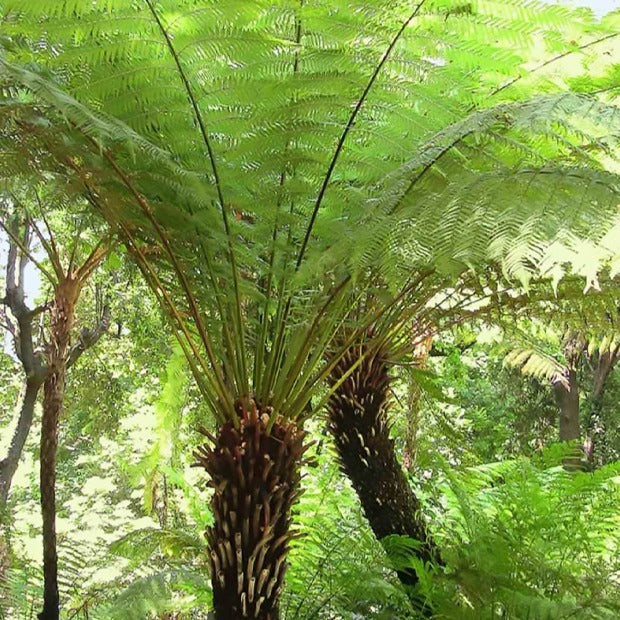 Fougères - Fougère arborescente de Tasmanie - Dicksonia antarctica