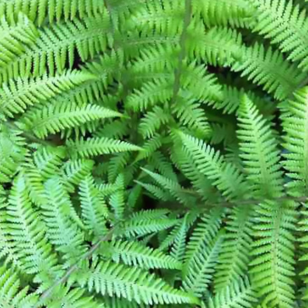 Vente Fougère arborescente de Tasmanie