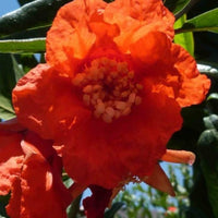 Grenadier Dente di Leone - Punica granatum - Bakker