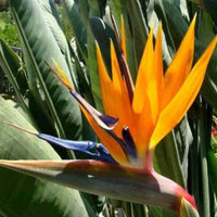 Strelitzia reginae - Oiseau du paradis Strelitzia - 