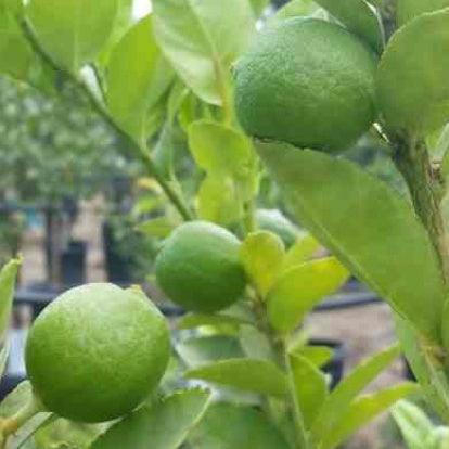 Citron vert - Bakker