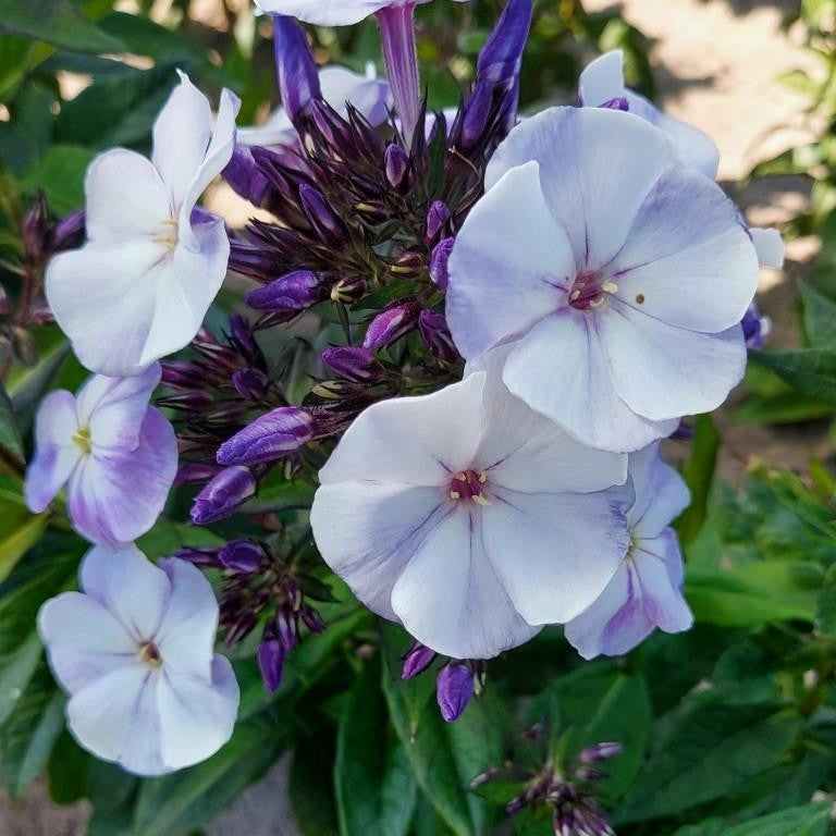 3 Phlox paniculé Younique Old Blue - Bakker