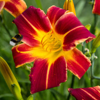 Bakker - 3 Hémérocalles Everydaylily Red Ribs - Hemerocallis 'everydaylily red ribs' - Plantes d'extérieur