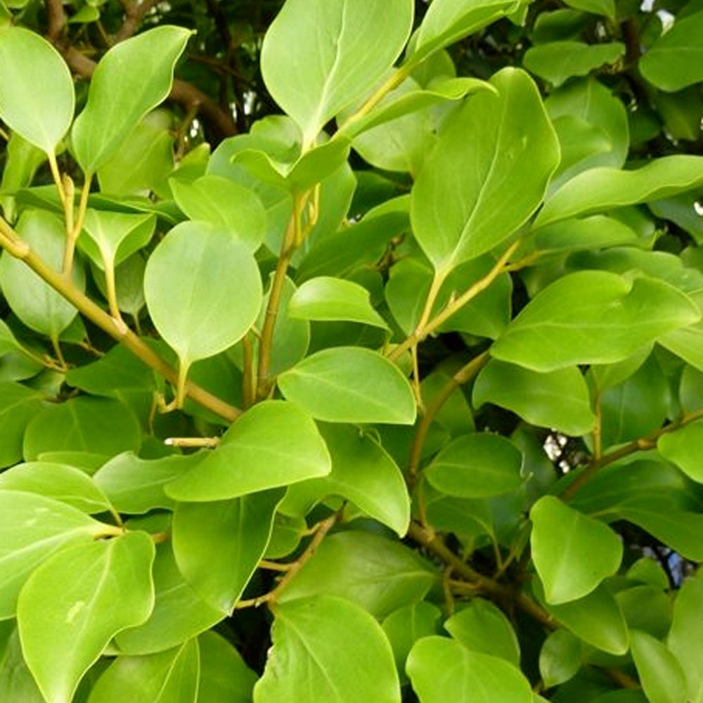 Bakker - 3 Grisélines lucida - Griselinia littoralis 'redge'