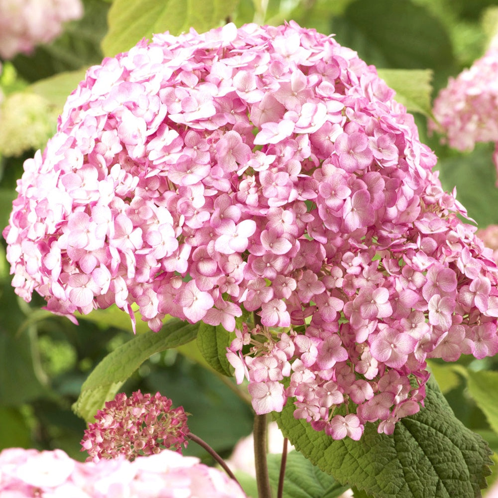 Hortensia Candy Bell Bubblegum ® - Hydrangea arborescens 'candy belle bublegum' - Bakker