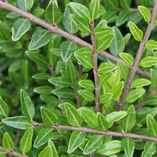 Bakker - 3 Chèvrefeuilles arbustifs MossGreen - Lonicera pileata 'moss green' - Plantes d'extérieur