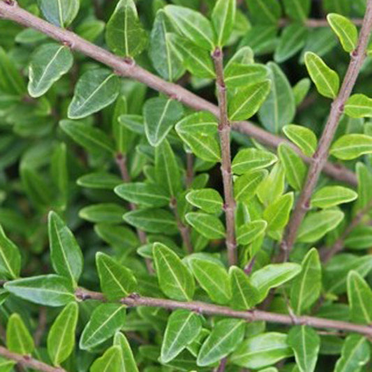 Chèvrefeuille arbustifs MossGreen - Bakker