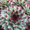 Bakker - 3 Joubarbes - Chick Charms ® Mint Marvel - Sempervivum - Sempervivum 'mrs. guiseppi' mint marvel ( chick ch - Plantes d'extérieur