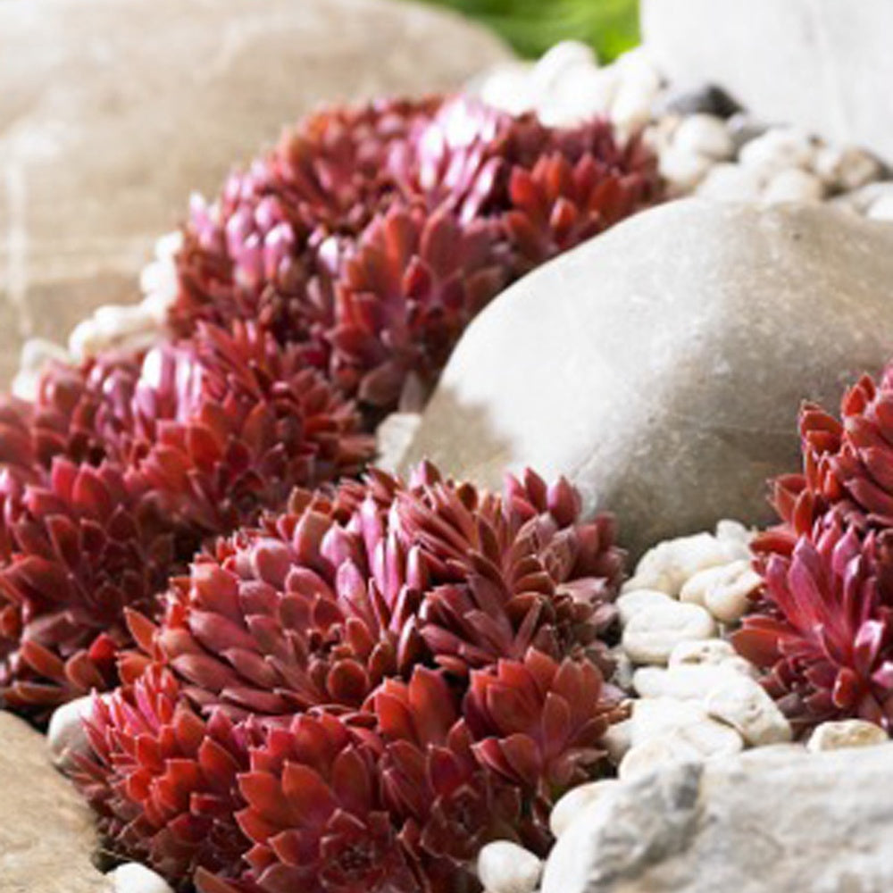Joubarbe Chick Charms®  - Sempervivum - Sempervivum 'chick charmes' - Bakker