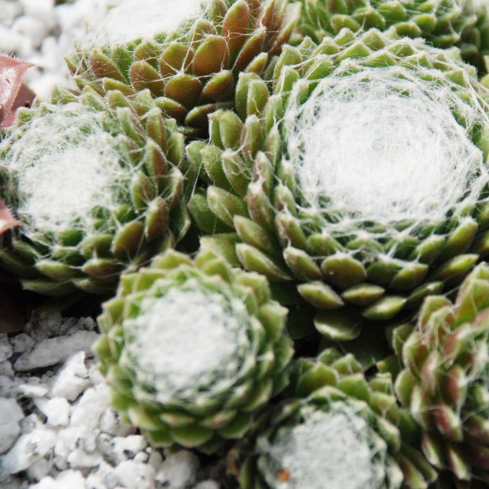 Sempervivum - Joubarbe - Joubarbe Chick Charms®  - Sempervivum - Sempervivum 'chick charmes'