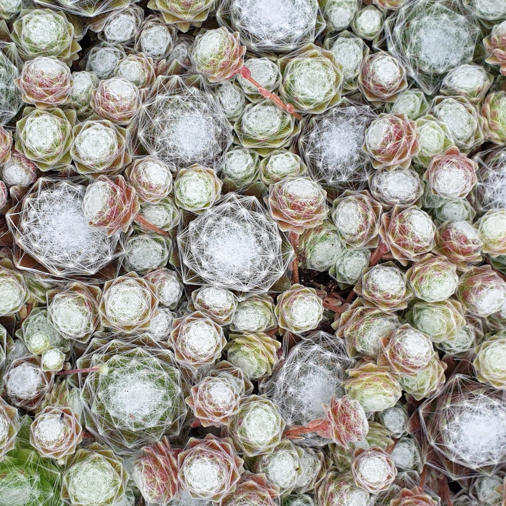 Vente Joubarbe Chick Charms®  - Sempervivum - Sempervivum 'chick charmes'