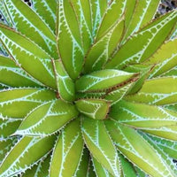 Agave Impressive - Bakker.com | France