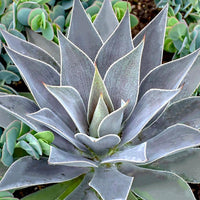 Mangave Lavender Lady  - Bakker