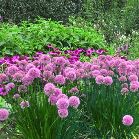 Bakker - Ail d'ornement Lavender Bubbles - Allium senescens Lavender Bubbles - Plantes d'extérieur