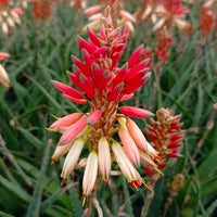 Bakker - Aloe Safari Sunrise - Aloe x safari collection sunrise ® - Plantes d'extérieur