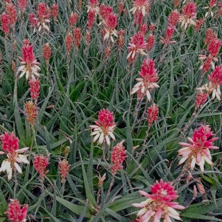 Aloe Safari Sunrise - Bakker