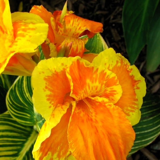 Bakker - Canna Tropicanna Gold - Canna tropicanna ® gold - Plantes d'extérieur