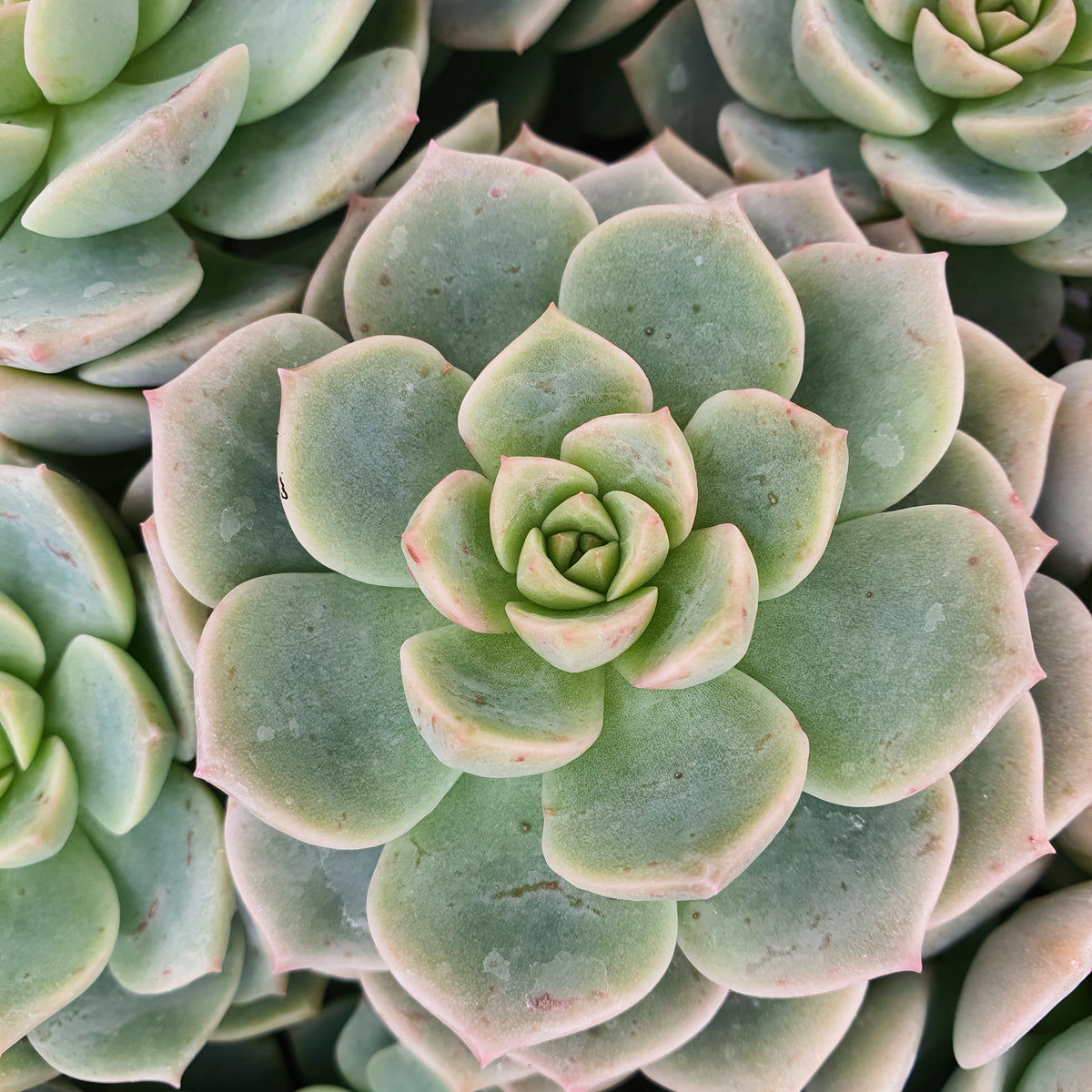 Echeveria rose - Echeveria elegans rose - Bakker