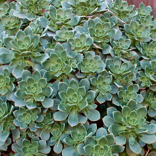 Bakker - Echeveria - Aeonium Haworthii - Echeveria haworthii (aeonium) - Plantes d'intérieur