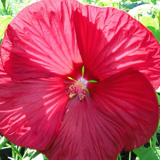 Hibiscus des marais Luna red - Bakker.com | France