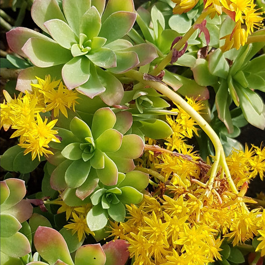 Bakker - Sedum palmeri - Sedum palmeri - Plantes d'extérieur