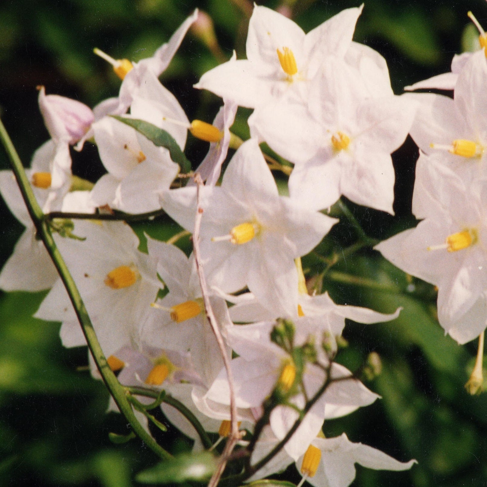 Bakker - Morelle faux-jasmin - Solanum jasminoides - Plantes d'extérieur
