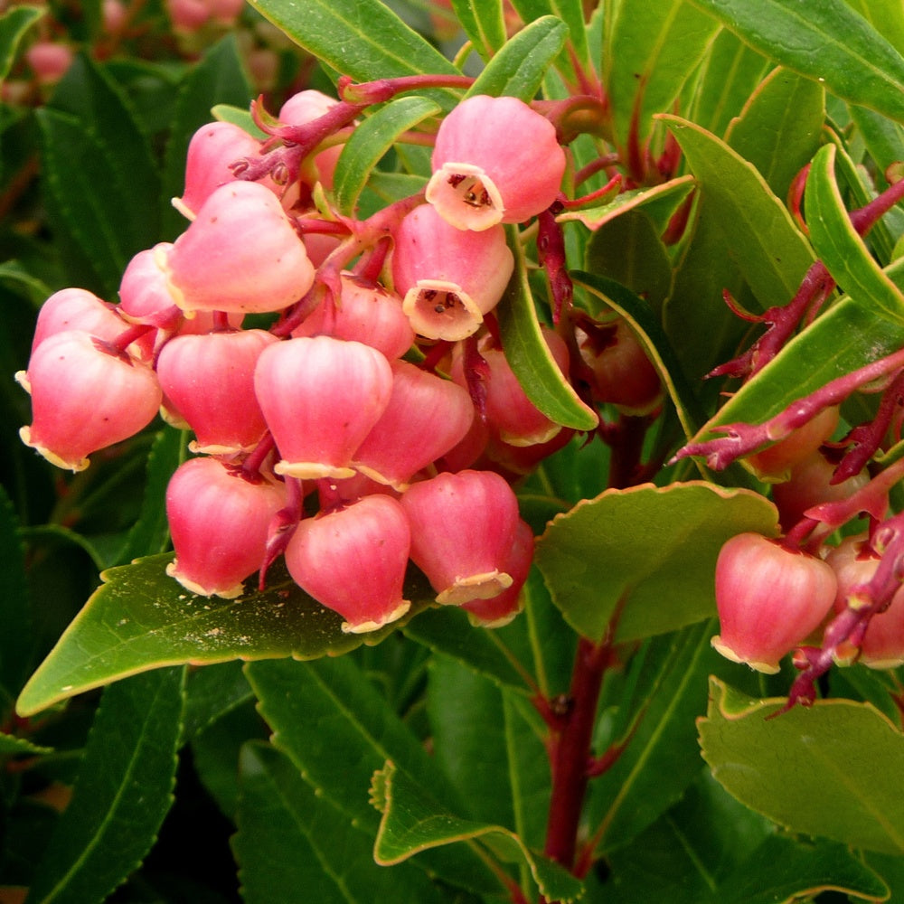 Arbousier Compacta - Arbutus unedo Compacta - Bakker