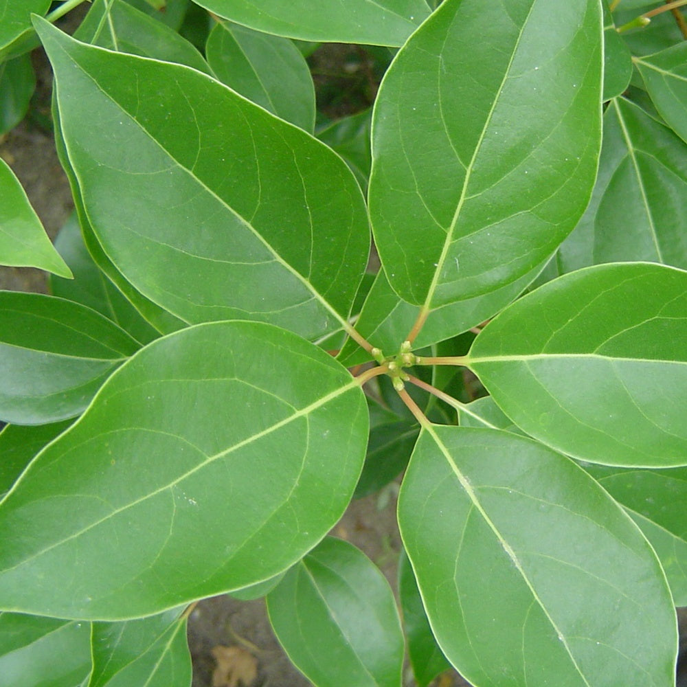 Vente Camphrier - Cinnamomum camphora
