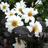 Bakker - Dahlia Twyning's After Eight - Dahlia 'twyning's after eight' - Bulbes à fleurs