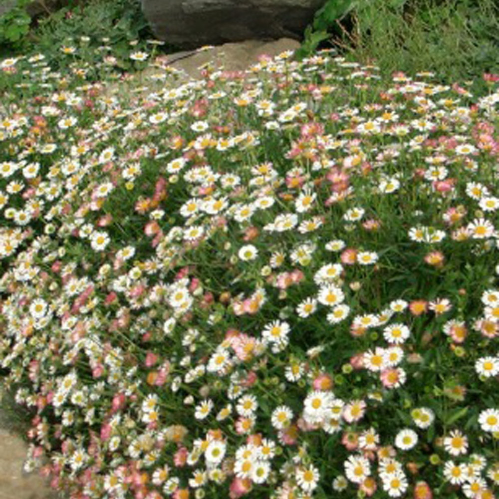 Erigeron karvinskianus 'Profusion' - Bakker.com | France