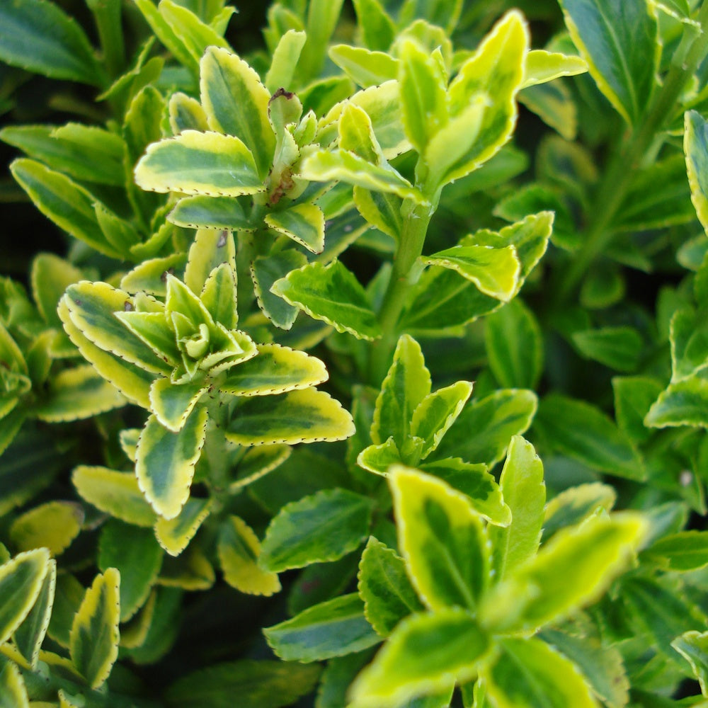 Fusain du Japon aureovariegatus - Euonymus japonicus microphyllus Aureovariegatus - Bakker