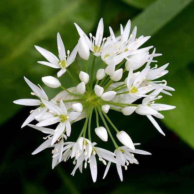Bulbes d'ails - Ail des ours - Allium ursinum
