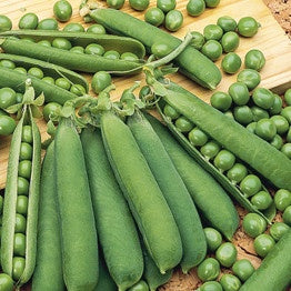 Pois nain Orion - Bakker