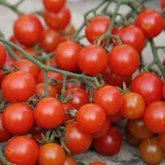 Tomate cerise sweetie BIO - Bakker.com | France