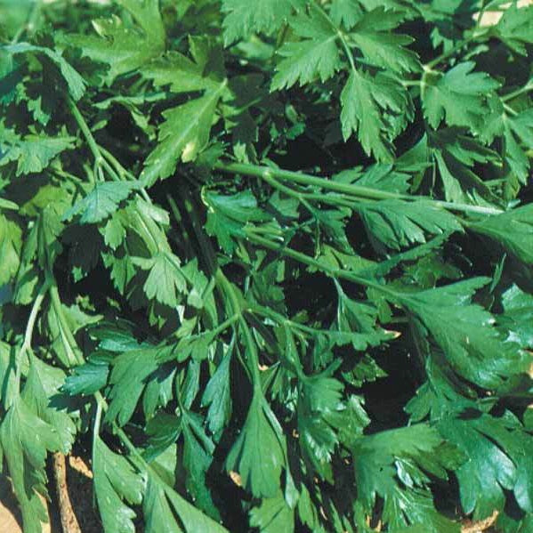 Petroselinum crispum géant d'italie - Persil 'Géant d'Italie' - Persil