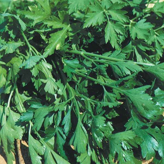 Persil 'Géant d'Italie' - Petroselinum crispum géant d'italie - Bakker