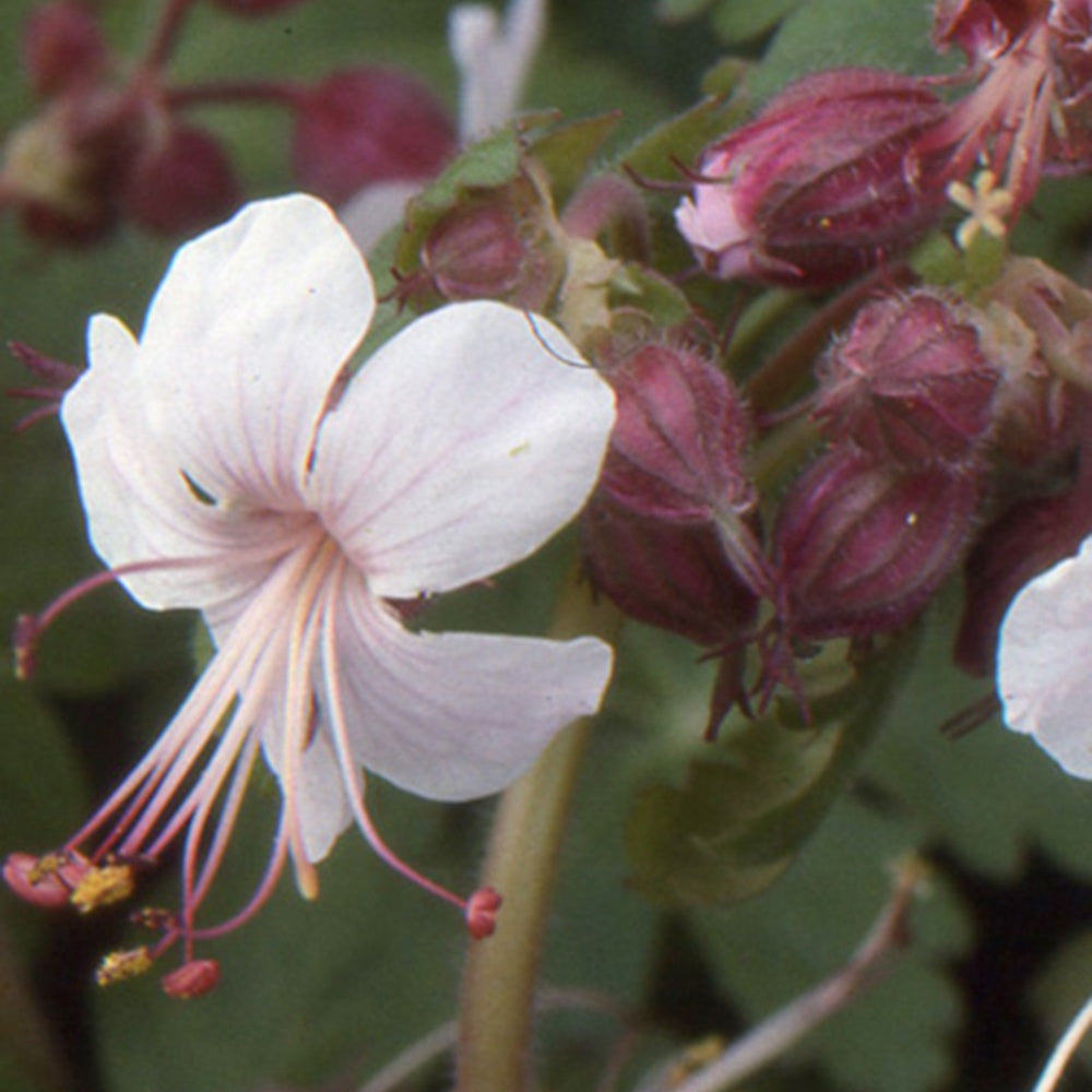 Géraniums vivaces Spessart - Geranium  macrorrhizum Spessart - Bakker