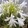 Agapanthe africaine blanche - Bakker