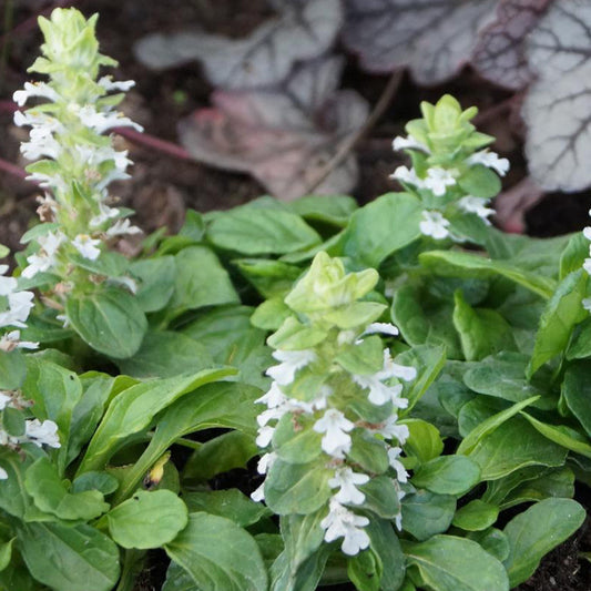 Bugle rampante Alba - Bakker
