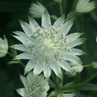 Grande astrance blanche - Bakker