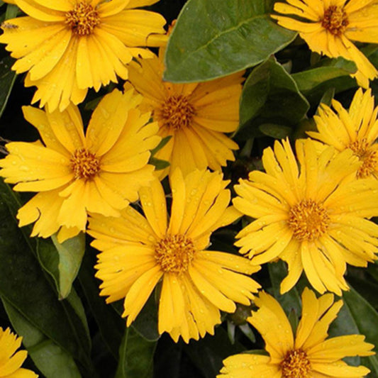 Bakker - Coreopsis lancéolée Goldfink - Coreopsis lanceolata goldfink - Plantes d'extérieur