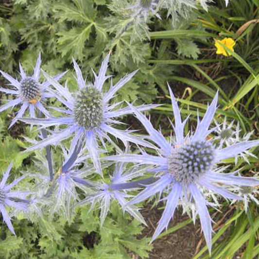 Bakker - Panicaut hybride Big Blue - Eryngium zabelii big blue - Plantes d'extérieur